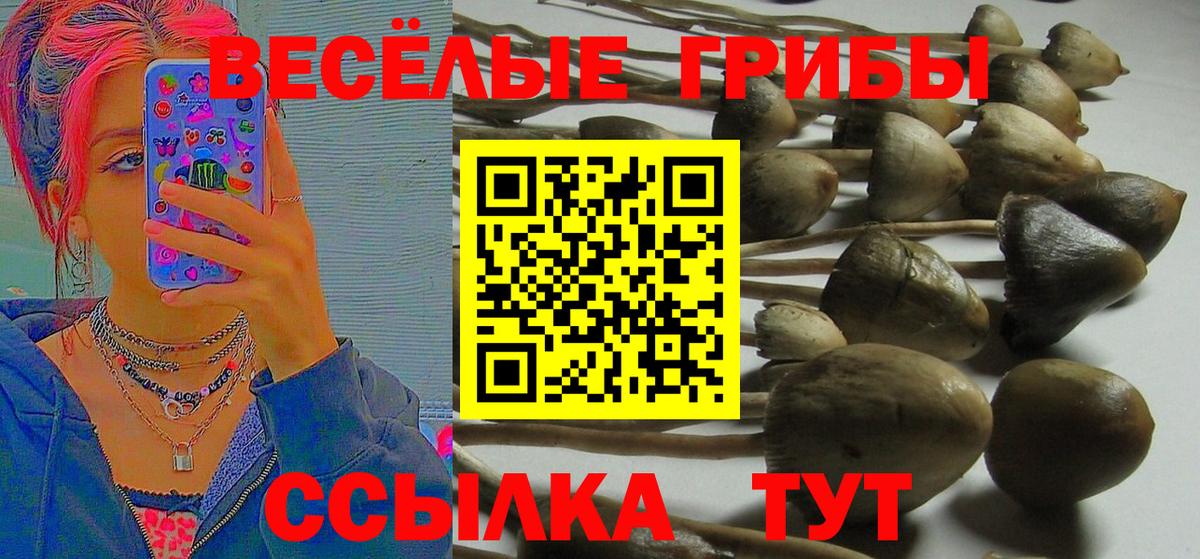 Котлас  Псилоцибиновые грибы MAGIC MUSHROOMS  Псилоцибиновые грибы MAGIC MUSHROOMS  Вход с VPN 